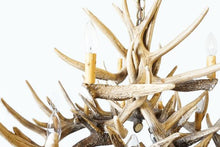 Charger l'image dans la galerie, Whitetail Deer 15 Antler Chandelier - Muskoka Fire Pits