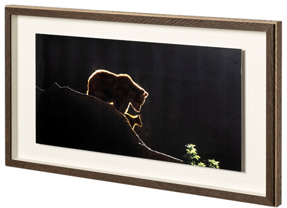 Bear and Cub- Artwork
