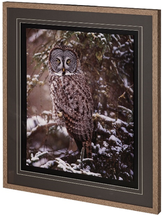 The Watch Owl- Artwork