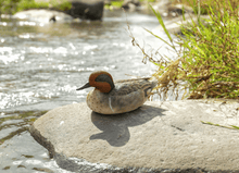 Load image into Gallery viewer, Small Mallard Statue (green wing) - Muskoka Fire Pits