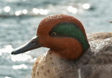 Load image into Gallery viewer, Small Mallard Statue (green wing) - Muskoka Fire Pits