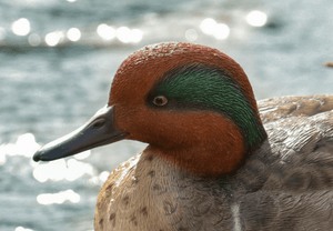 Small Mallard Statue (green wing) - Muskoka Fire Pits